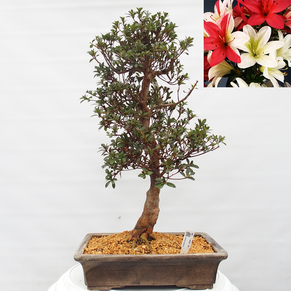 Bonsai zewnętrzne - Azalia japońska - Azalia Hanatsuzuri