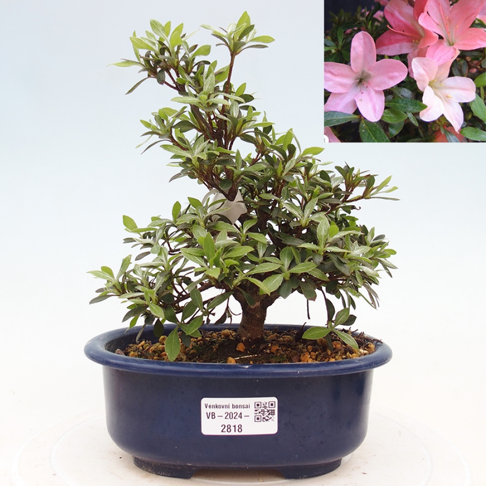 Bonsai ogrodowe - azalia japońska - Azalea Nikko