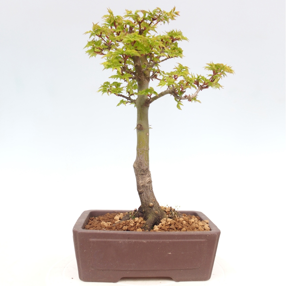 Outdoor bonsai - palma jaworowa Acer palmatum Shishigashira