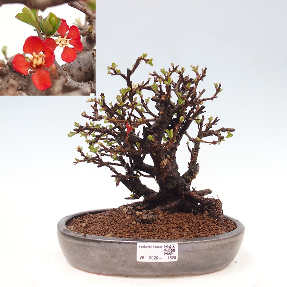 Bonsai zewnętrzne - Chaneomeles speciosa - Pigwa