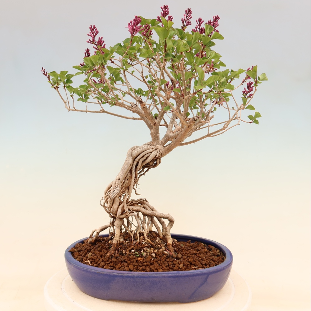 Outdoor bonsai - Syringa microphylla - liliowiec drobnokwiatowy