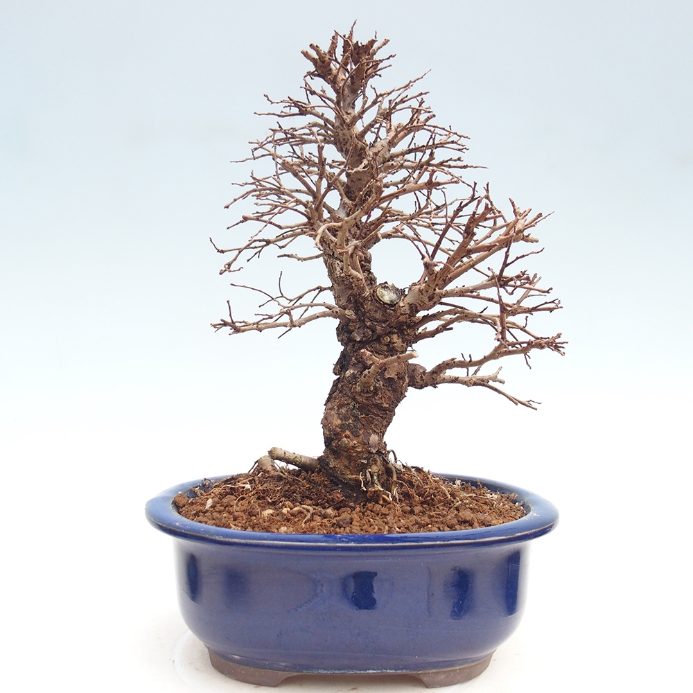 Bonsai zewnętrzne - Zelkova - Zelkova NIRE