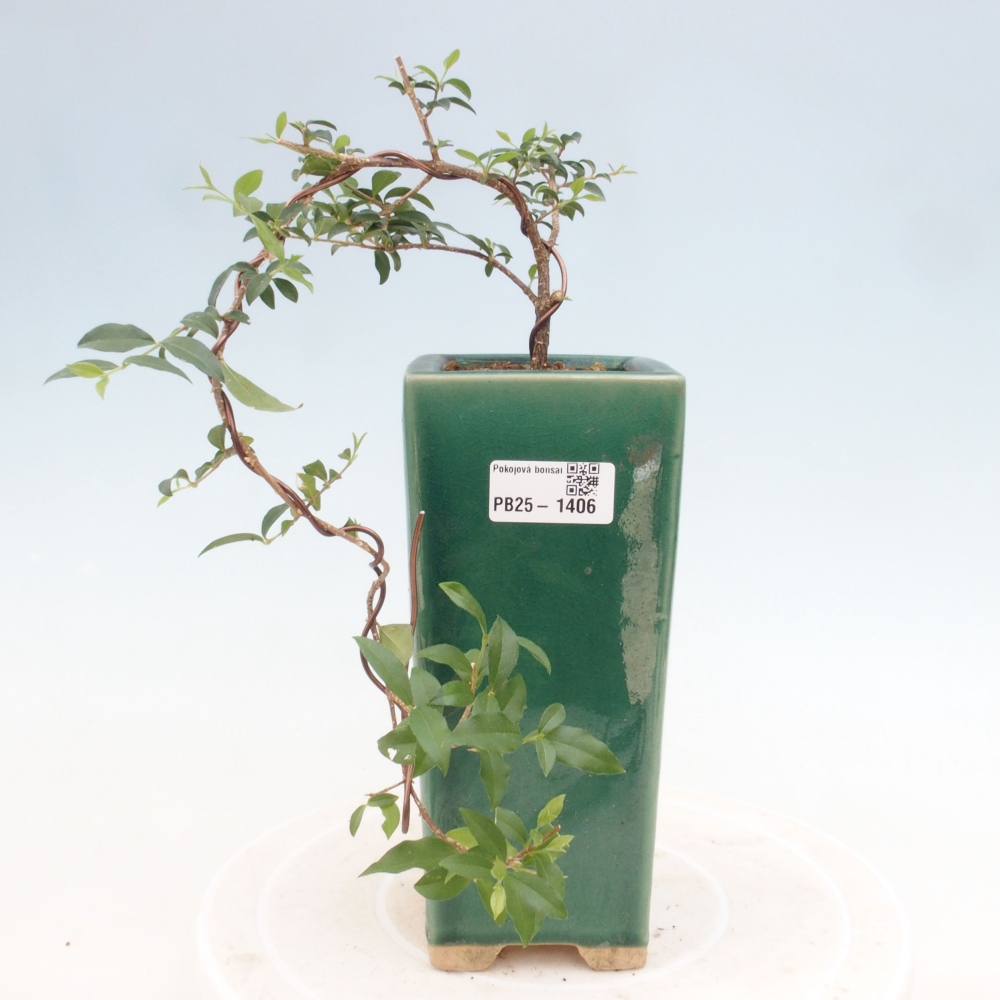Bonsai pokojowe - Malpighia coccigera - Wiśnia Barbdorska