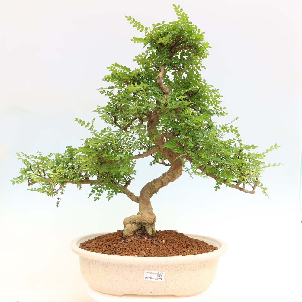 Pokój bonsai - Zantoxylum piperitum - drzewo pieprzowe