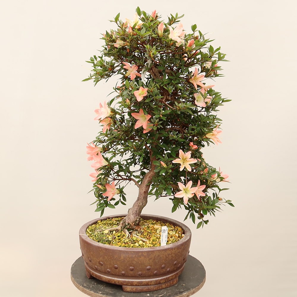 Bonsai zewnętrzne - Azalia japońska - Azalia CHIHIRO
