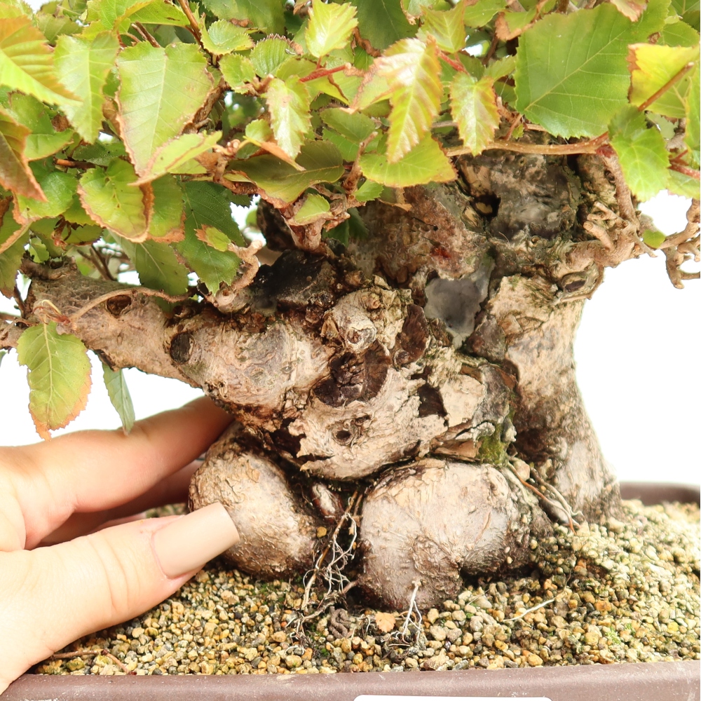 Outdoor bonsai - Carpinus CARPINOIDES - grab koreański