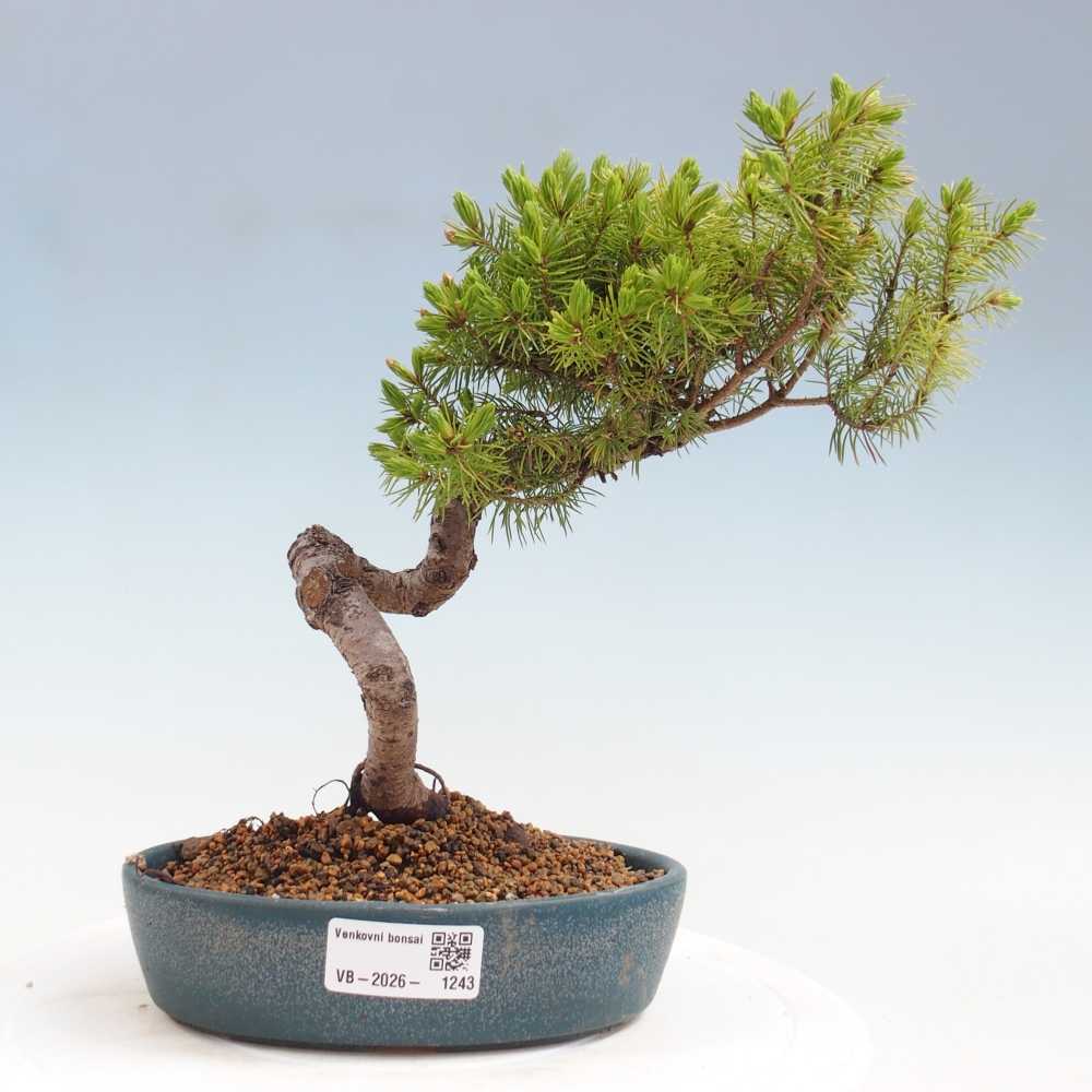 Outdoor bonsai - Świerk pospolity - Picea glauca globe