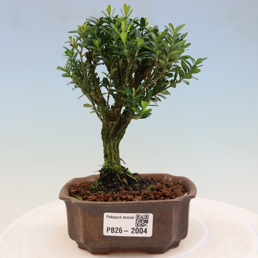 Pokój bonsai - Buxus harlandii - buxus korkowy