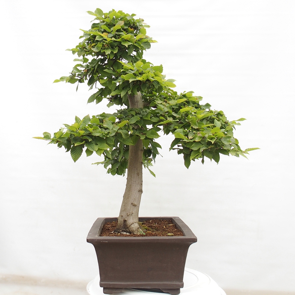 Bonsai zewnętrzne - Grab - Carpinus betulus