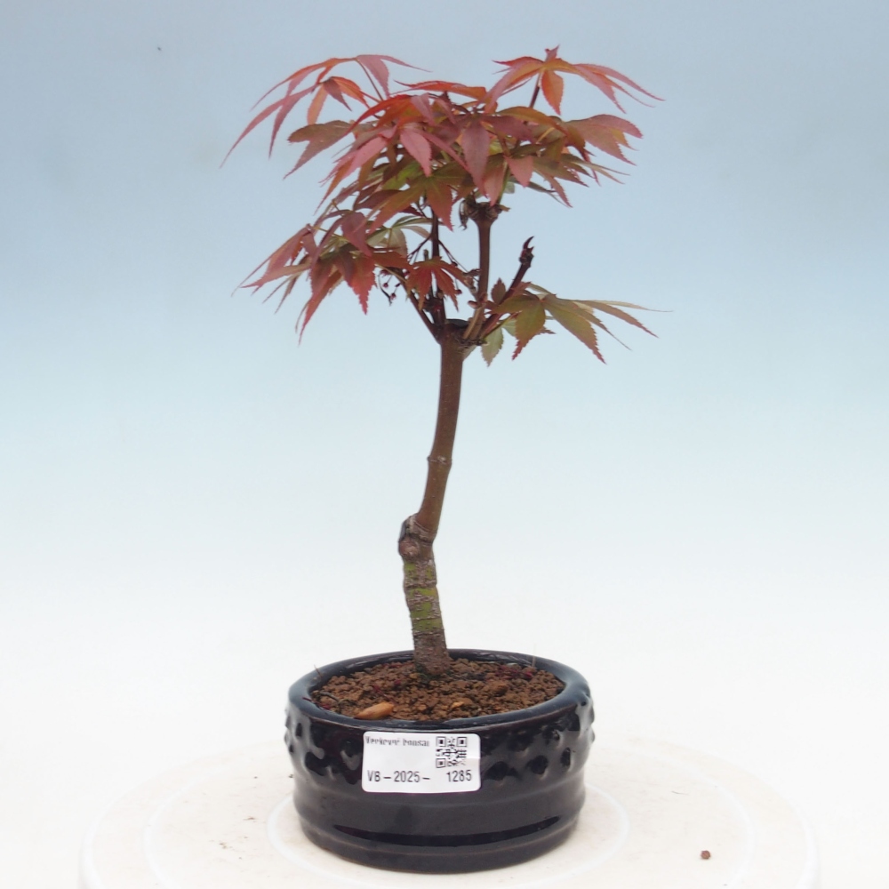 Bonsai zewnętrzne - palma Acer. Klon Atropurpureum-Palmleaf