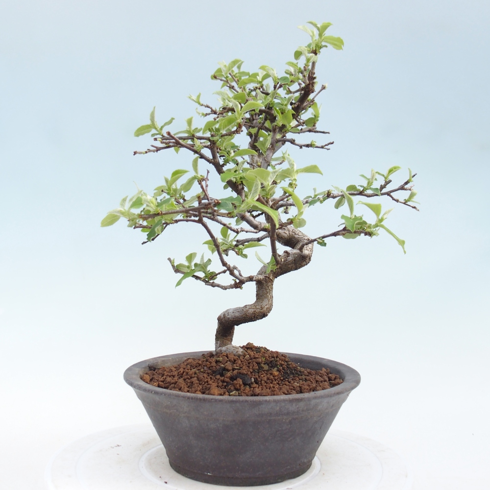 Bonsai zewnętrzne - Chaneomeles chinensis