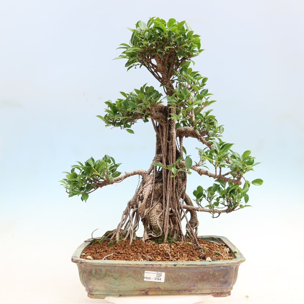 Pokój bonsai - Ficus kimmen - figowiec drobnolistny