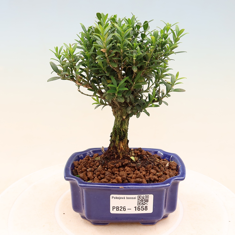Pokój bonsai - Buxus harlandii - buxus korkowy