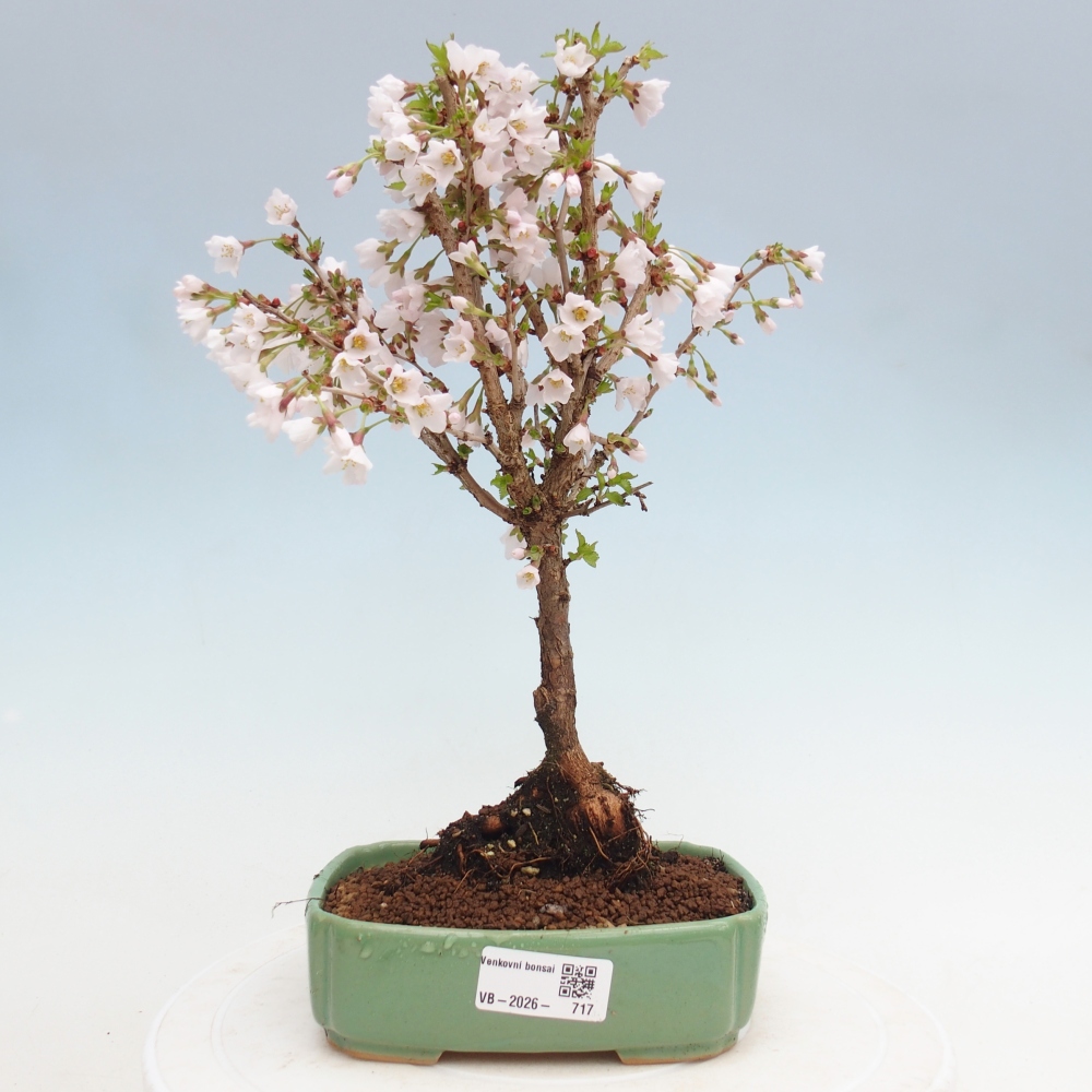 Outdoor bonsai - Prunus incisa Kojou-no mai-Plivon wycięty