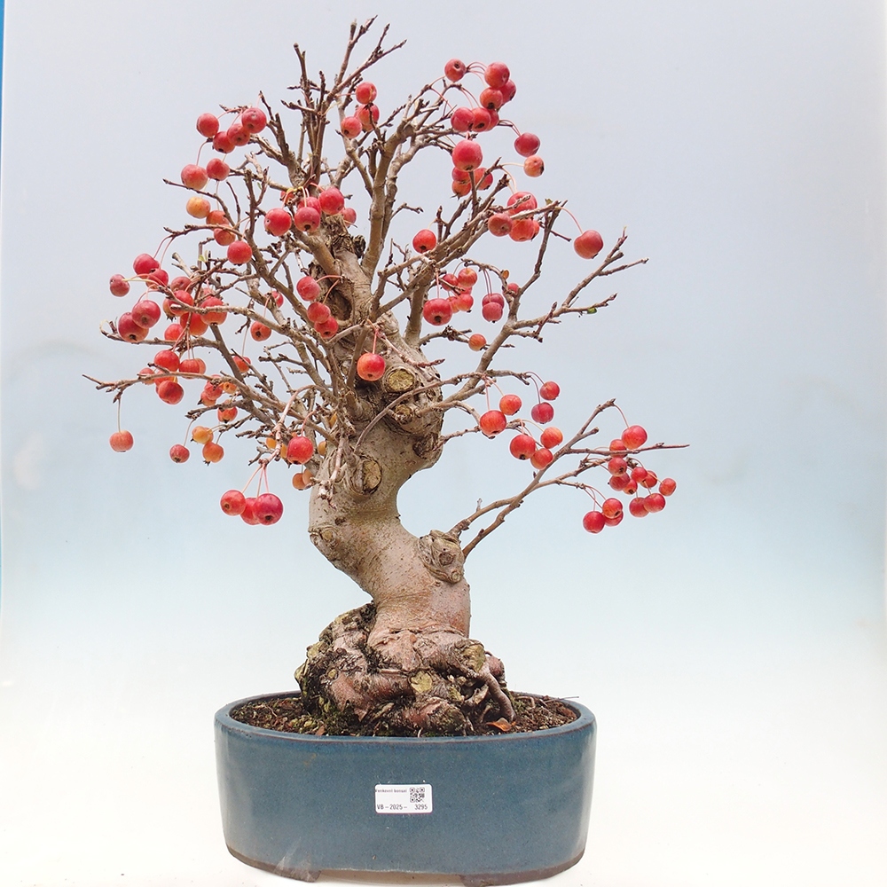 Bonsai plenerowe - Malus Halliana - Jabłoń drobnoowocowa