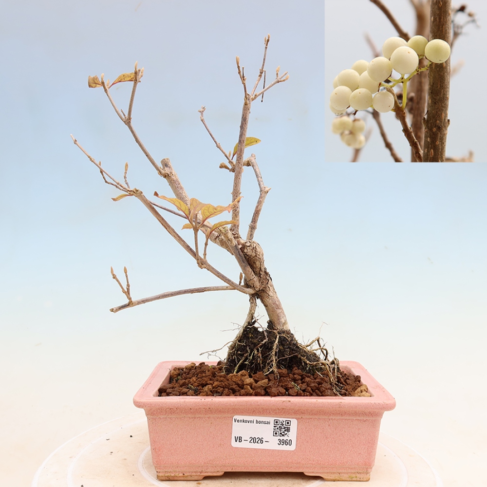 Bonsai ogrodowe – Callicarpa bodinieri Snowqueen – pięknoowocówka