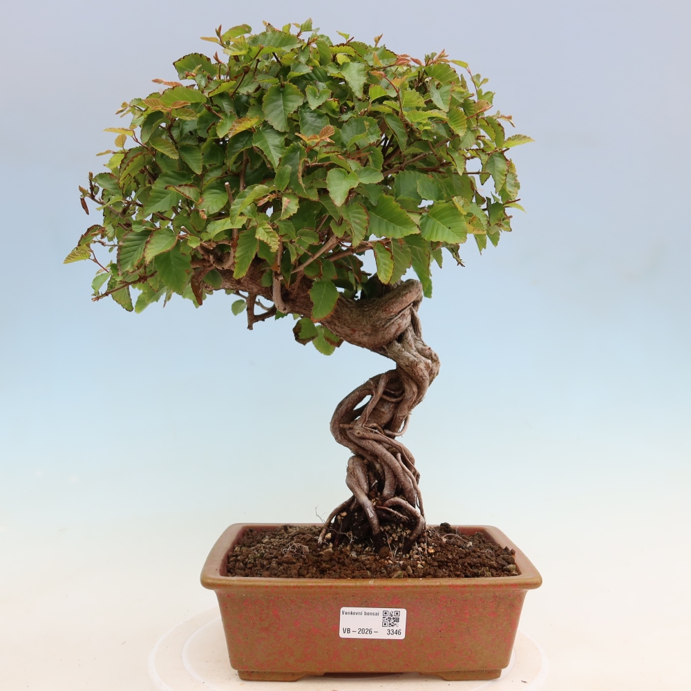 Outdoor bonsai - Carpinus coreana - grab koreański