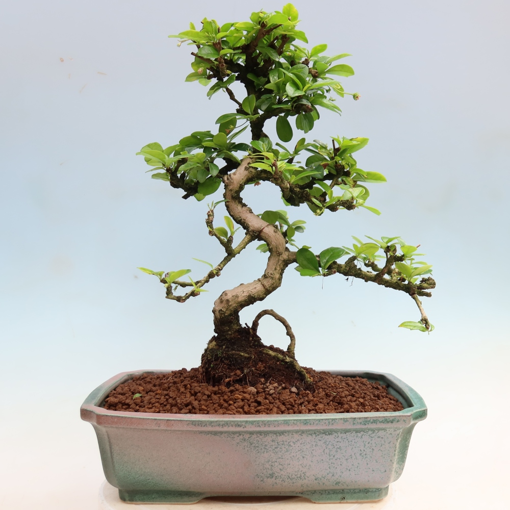 Bonsai pokojowe - Carmona macrophylla - Tea fuki