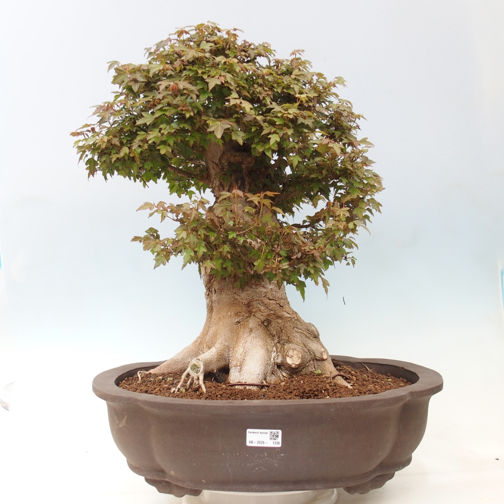 Outdoor bonsai - Acer Buergerianum - Klon Burger