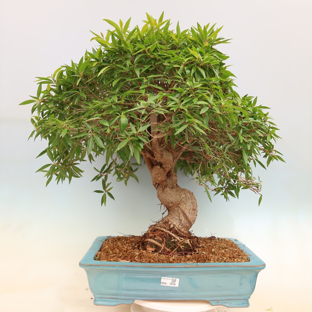 Pokój bonsai - Ficus nerifolia - figowiec drobnolistny