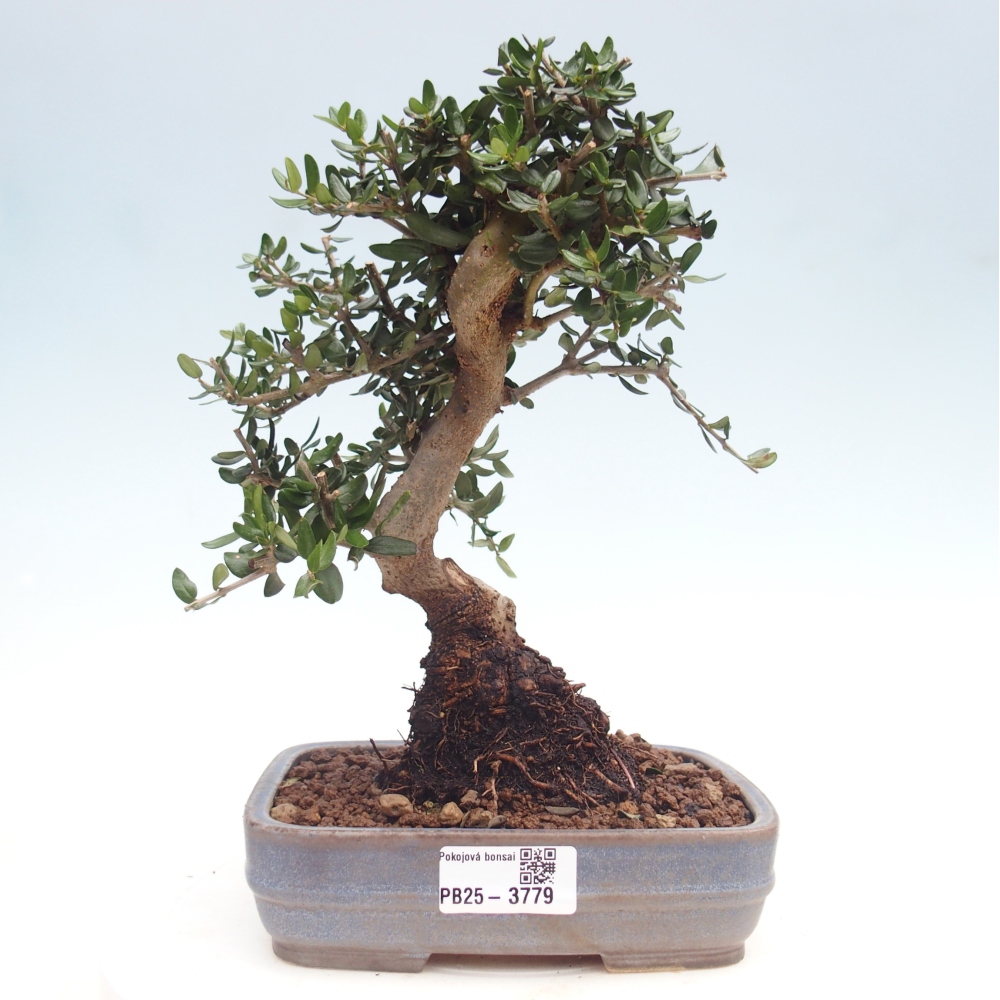 Bonsai do wnętrz - Olea europaea sylvestris