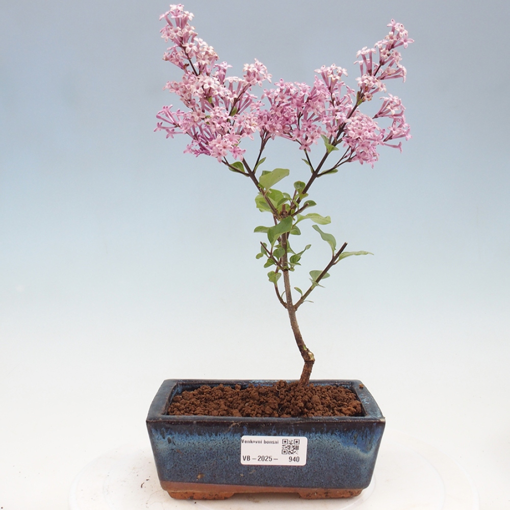 Bonsai zewnętrzne - Syringa Meyeri Palibin - Liliowy Meyera