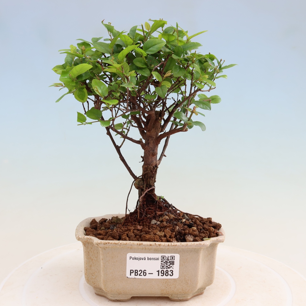 Bonsai pokojowe - Sageretia thea - Sageretia thea