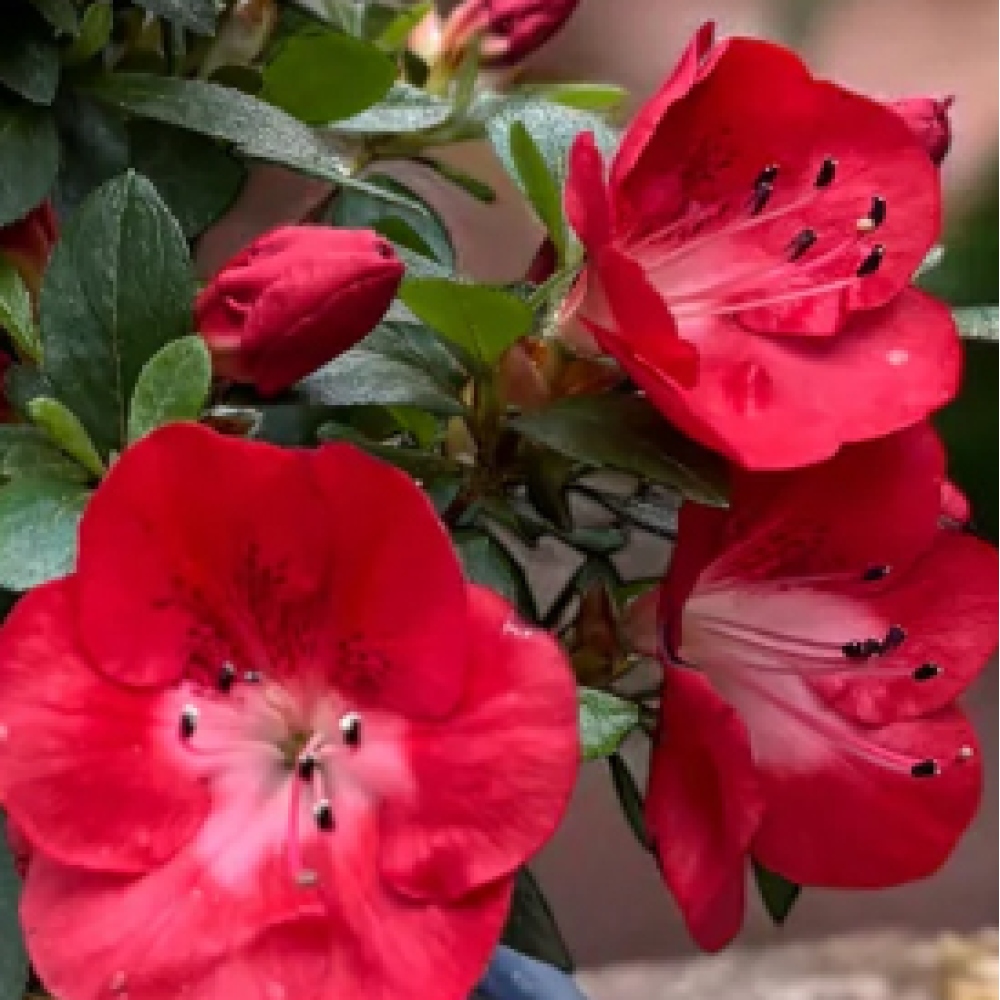 Bonsai zewnętrzne - Azalia japońska - Azalia Benibeni