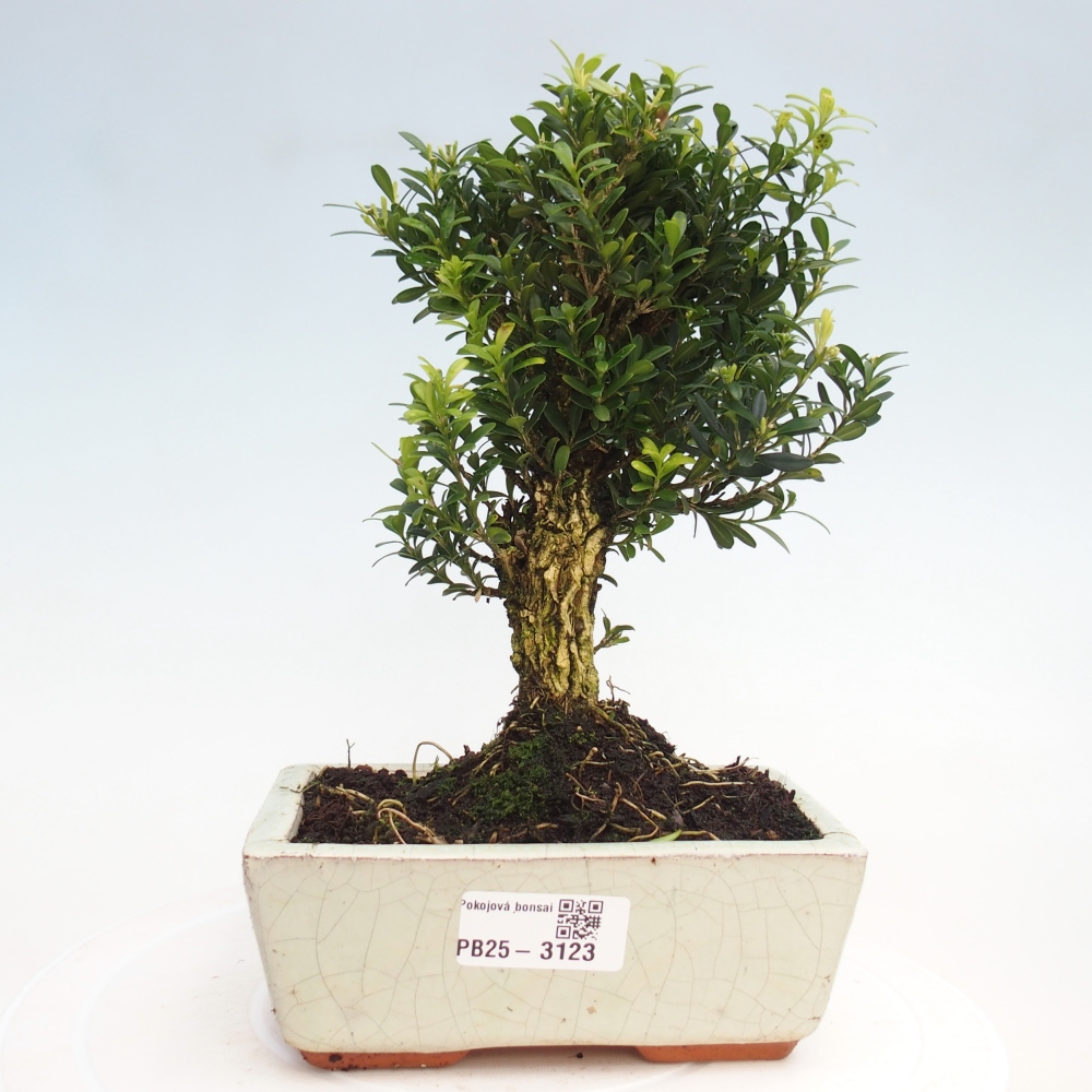 Pokój Bonsai - Buxus harlandii - Bukszpan korkowy
