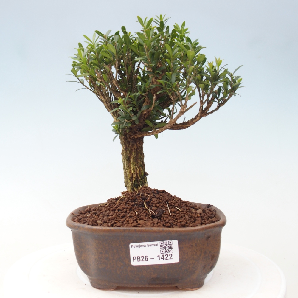 Pokój bonsai - Buxus harlandii - buxus korkowy