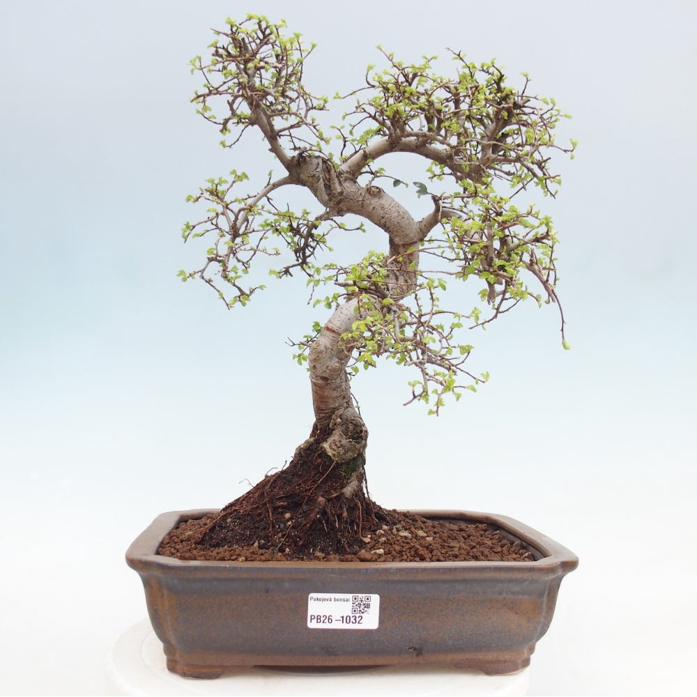 Kryty bonsai - Ulmus parvifolia - Wiąz drobnolistny