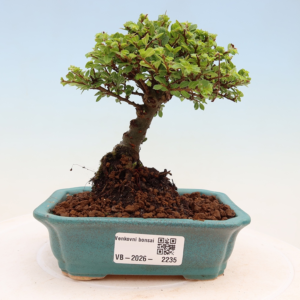 Bonsai ogrodowe – Ulmus parvifolia Sagei – wiąz drobnolistny