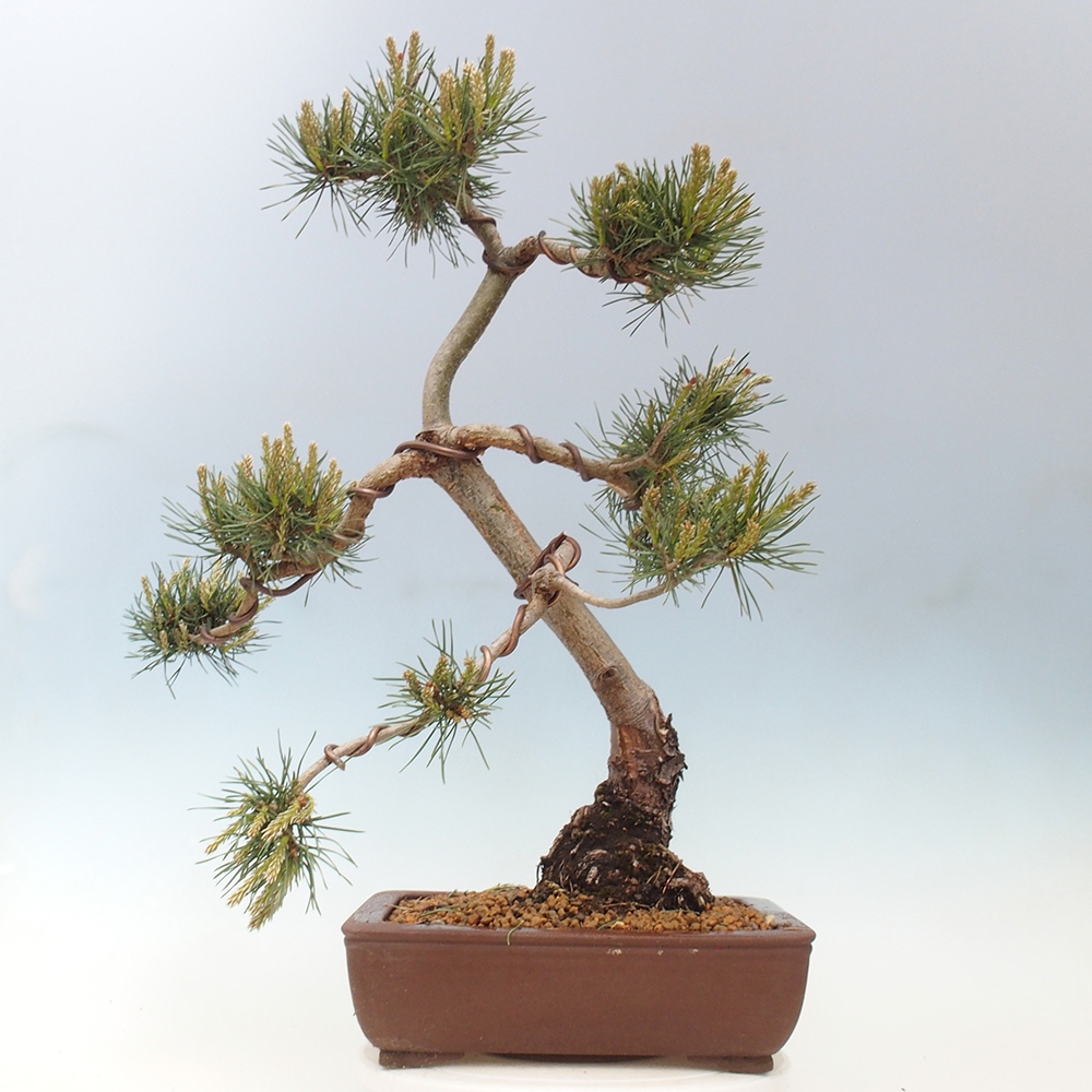 Outdoor bonsai - Pinus Sylvestris - sosna zwyczajna