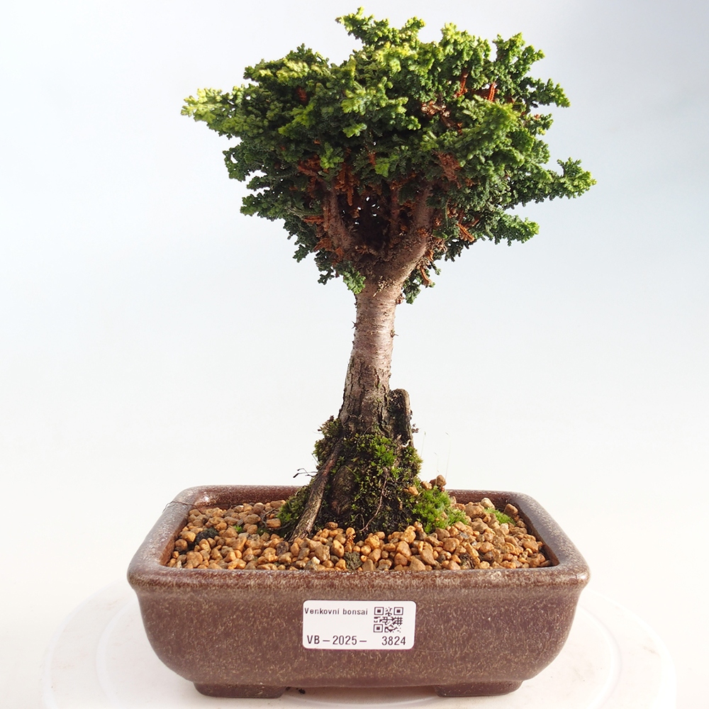 Bonsai zewnętrzne - Cham. obtusa SEKKA HINOKI - Cyprys