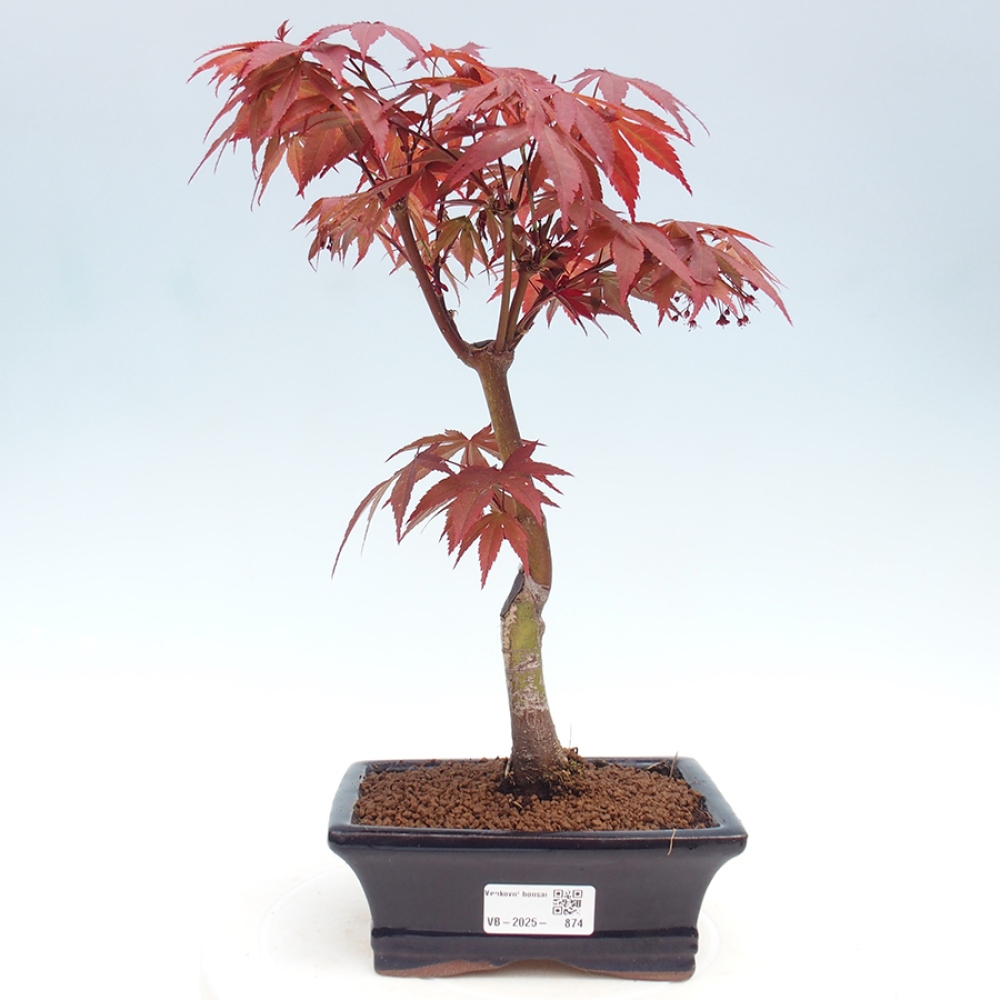 Bonsai zewnętrzne - palma Acer. Klon Atropurpureum-Palmleaf
