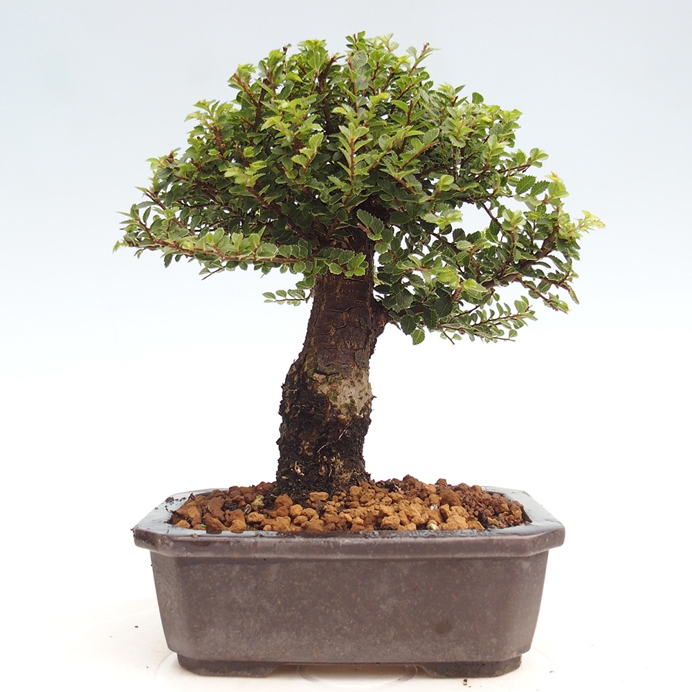 Bonsai zewnętrzne - Ulmus parvifolia Hokkaido - wiąz chiński