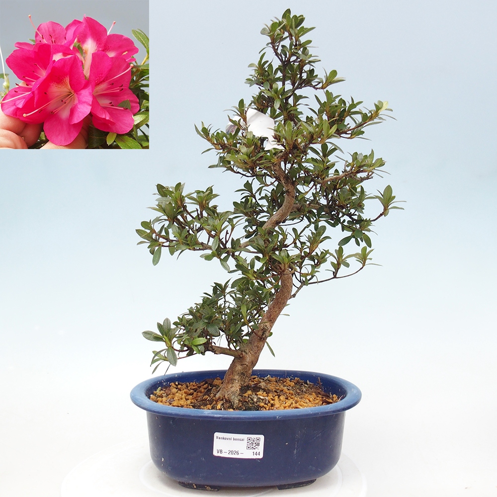 Bonsai zewnętrzne - Azalia japońska - Azalia Reiko