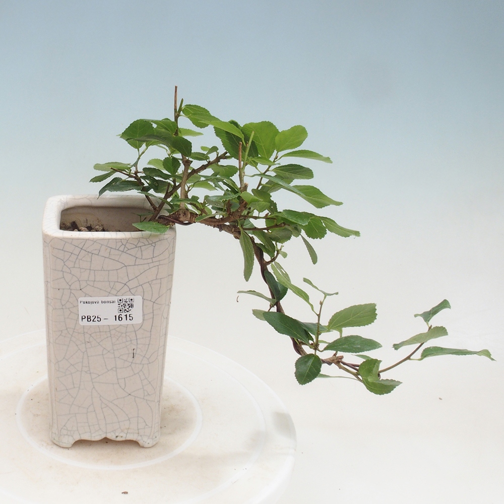 Kryty bonsai - Grewia occidentalis - Lawendowa gwiazda