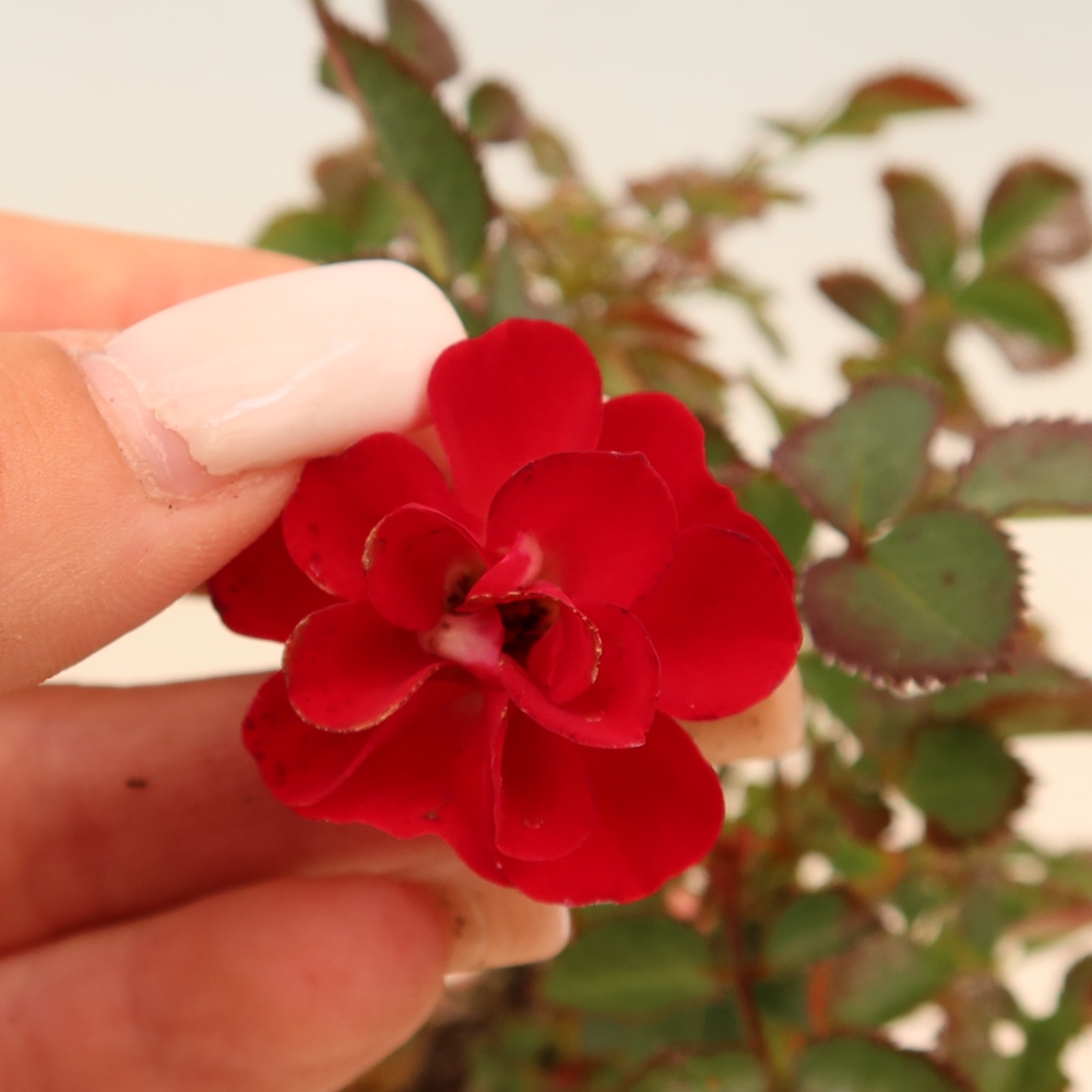 Bonsai ogrodowe – Rosa Kordes – róża