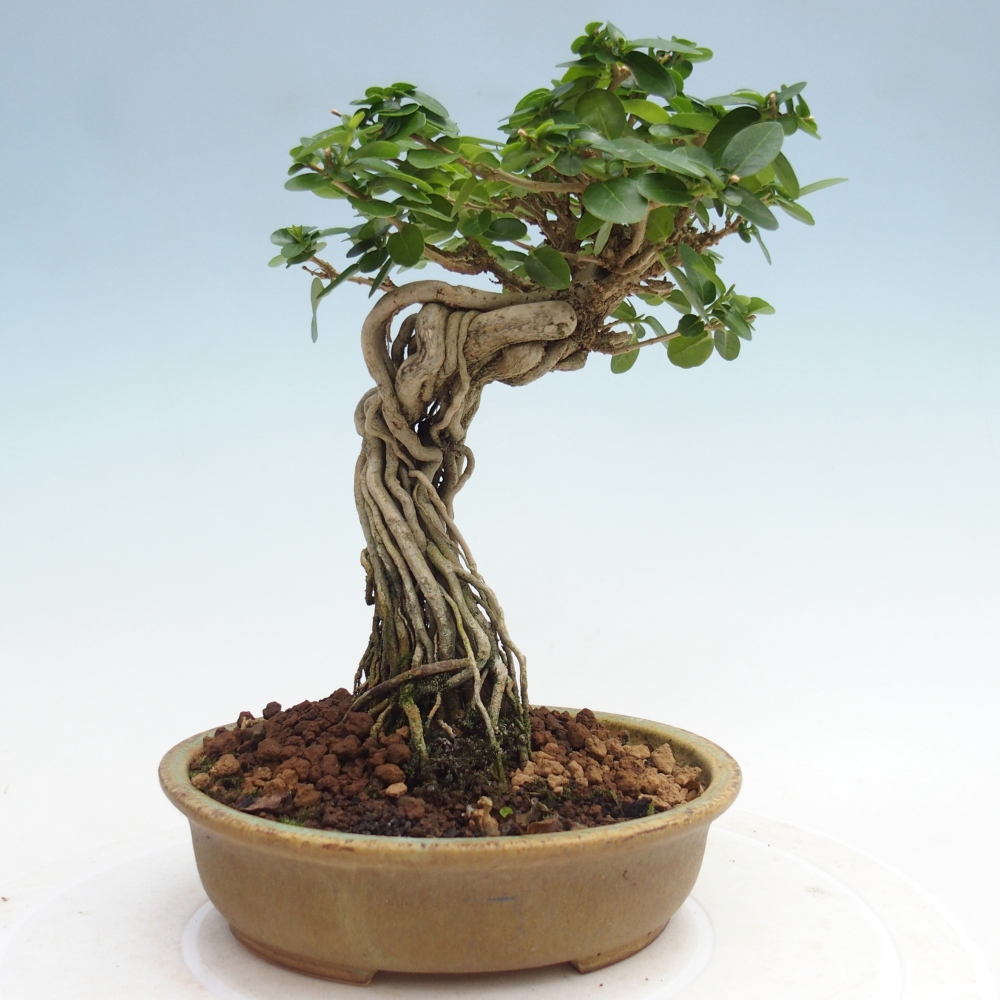 Indoor bonsai - Premna serratifolia - Kozlovna malolista