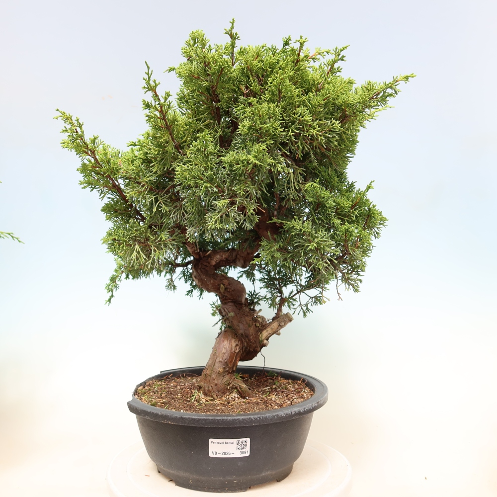 Bonsai ogrodowe – Juniperus chinensis Itoigawa – jałowiec chiński