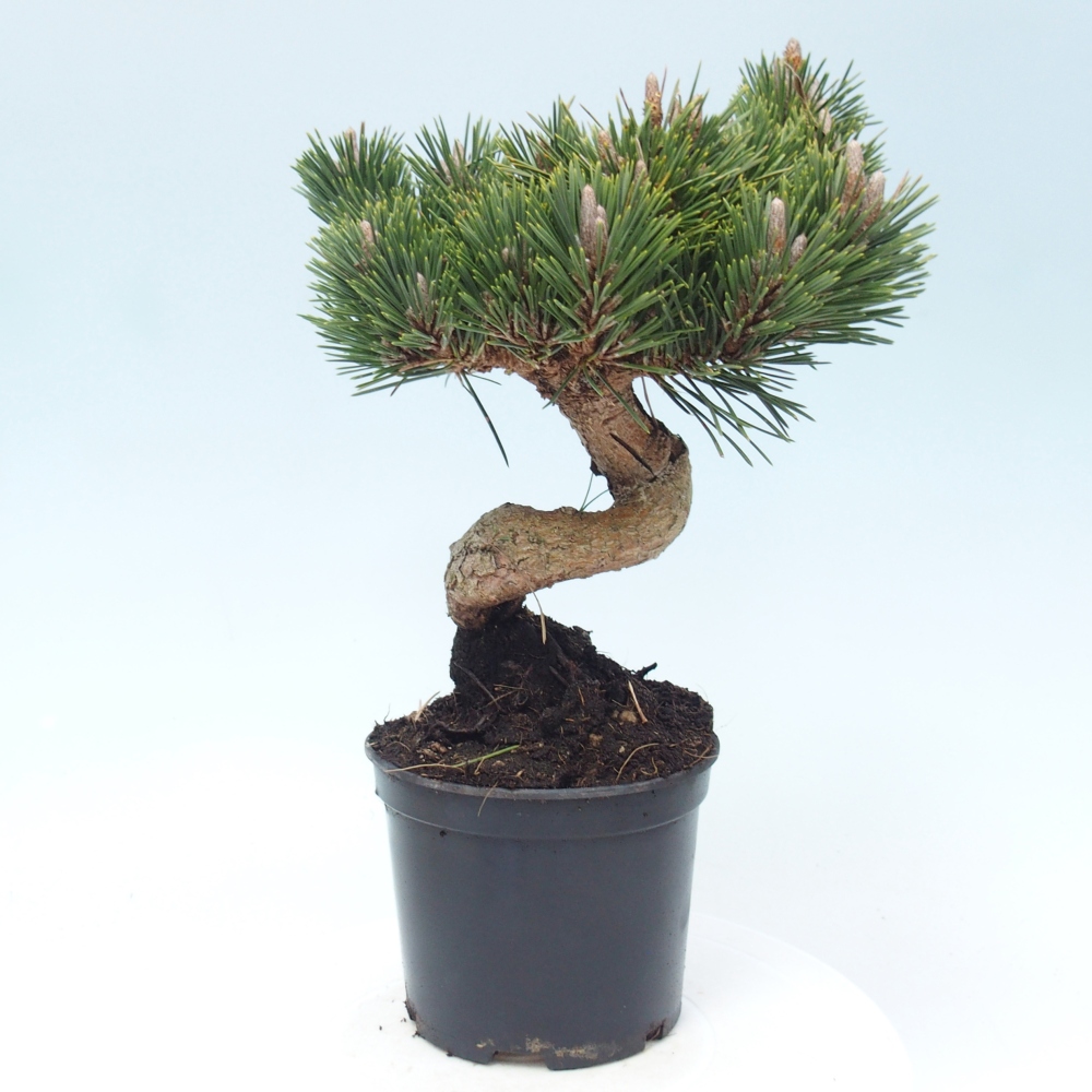 Outdoor bonsai - Pinus thunbergii senjyumaru - Sosna Thunberga