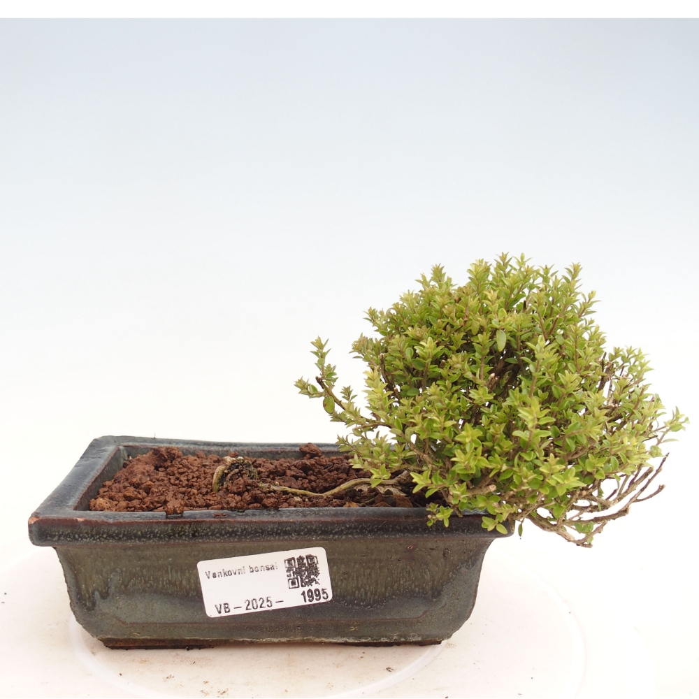 Odkryty bonsai-Lonicera nitida Twiggy -Wiciokrzew