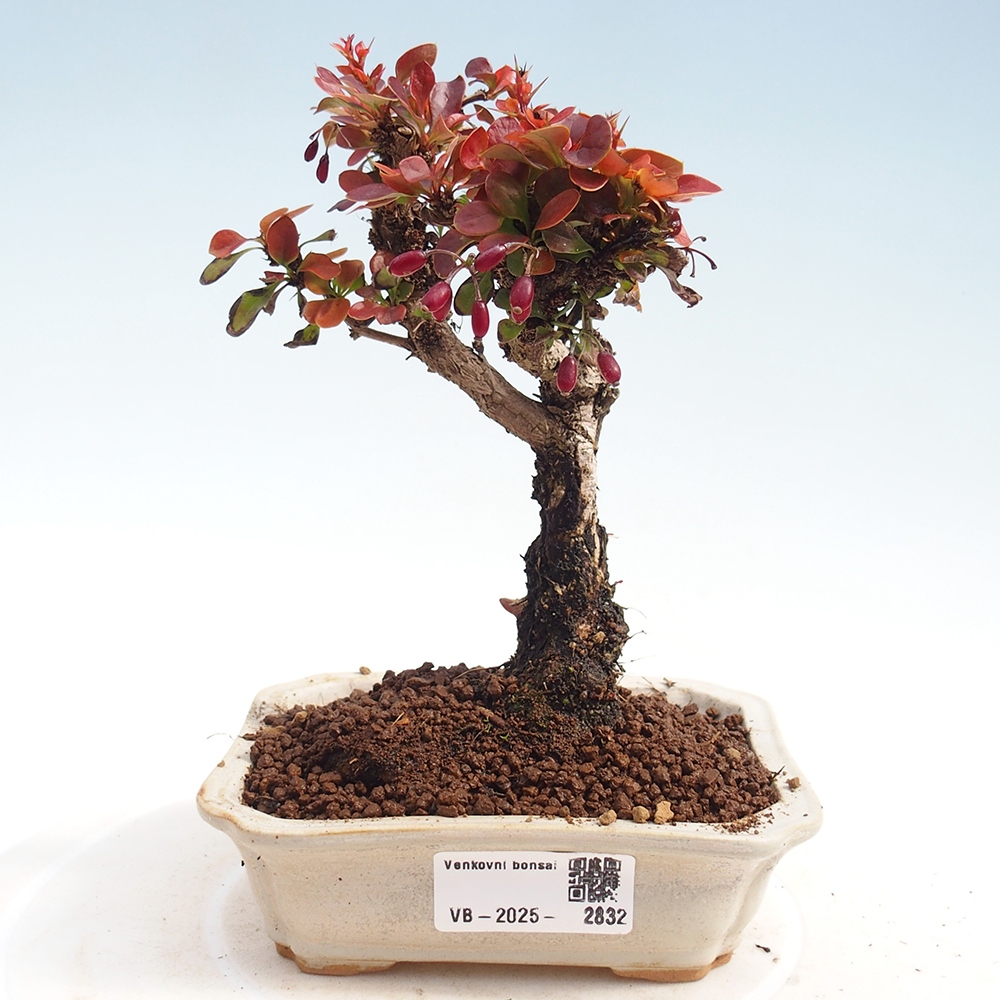 Bonsai zewnętrzne - Berberis Thunbergii Bagatelle