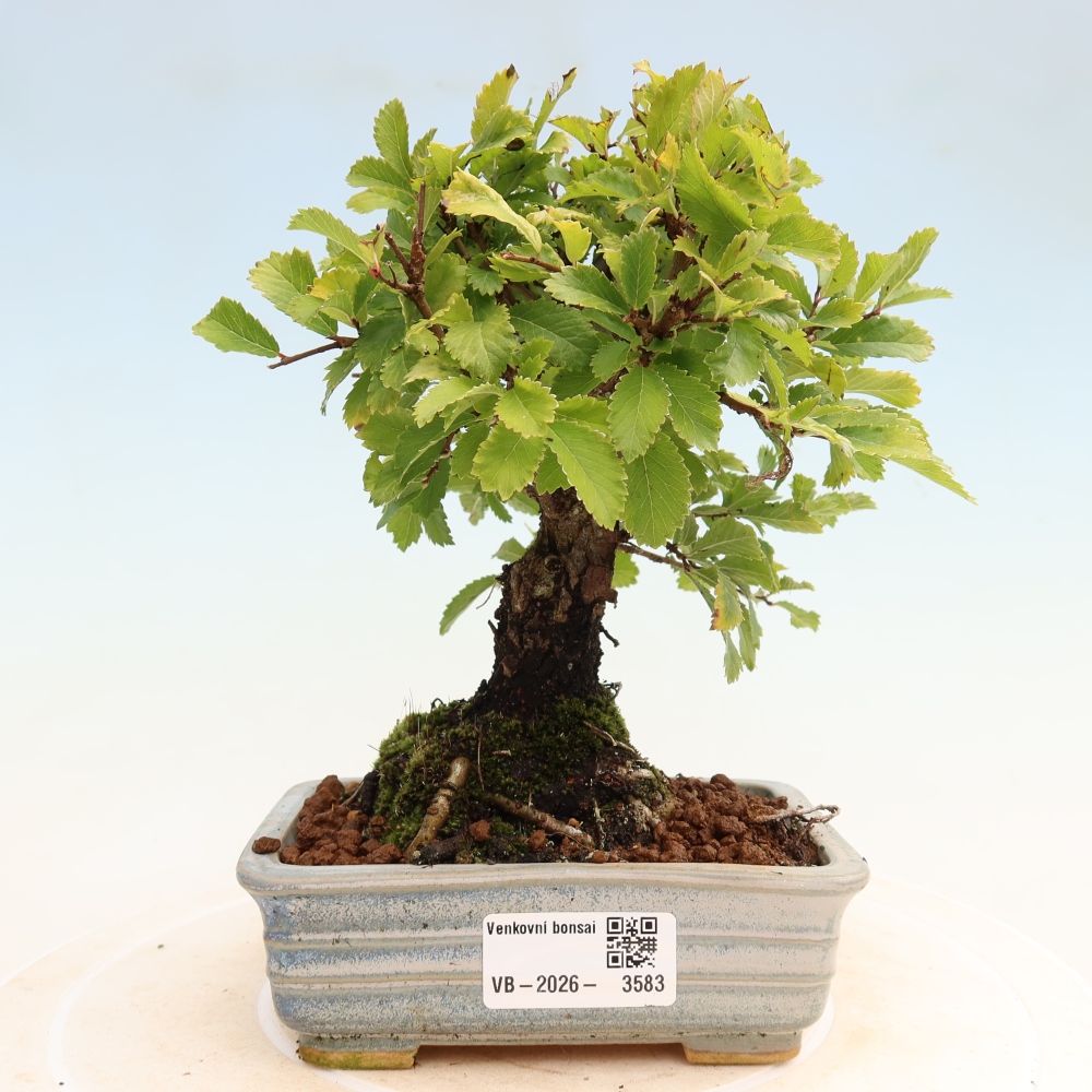 Bonsai zewnętrzne - Zelkova - Zelkova NIRE