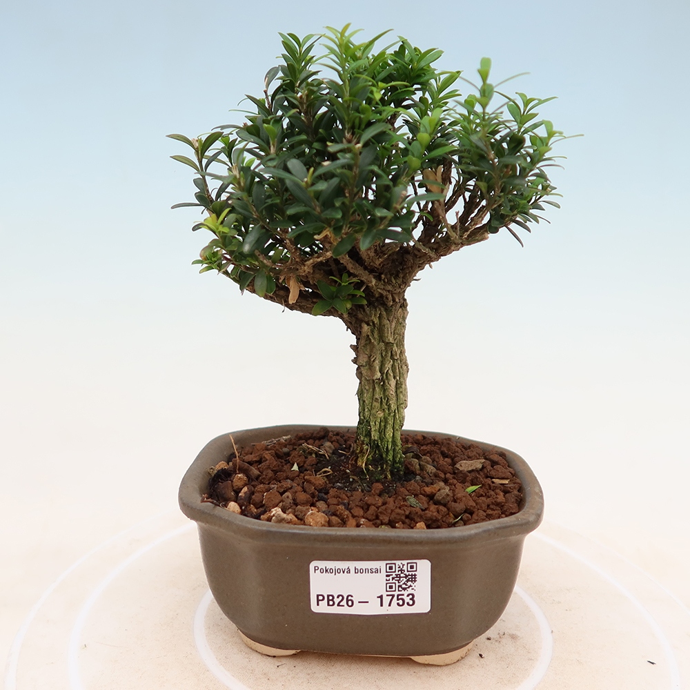 Pokój bonsai - Buxus harlandii - buxus korkowy