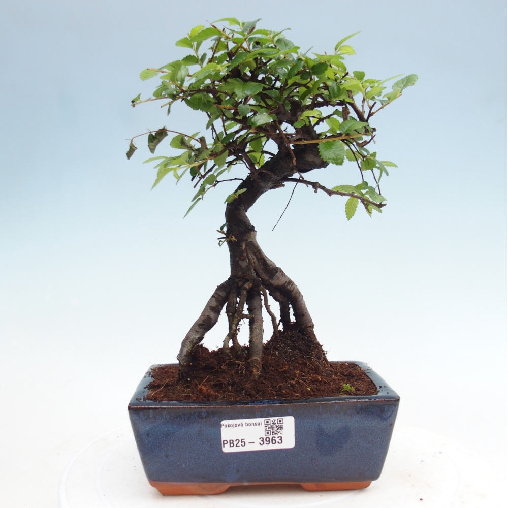 Pokój bonsai - Ulmus parvifolia - Wiąz drobnolistny