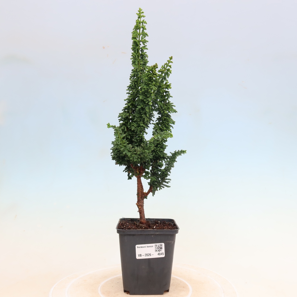 Bonsai zewnętrzne - Cham. obtusa SEKKA HINOKI - Cyprys