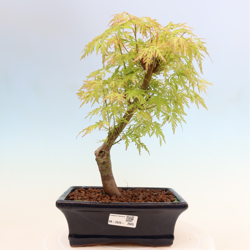 Bonsai ogrodowe – Acer palmatum Dissectum – klon palmowy 