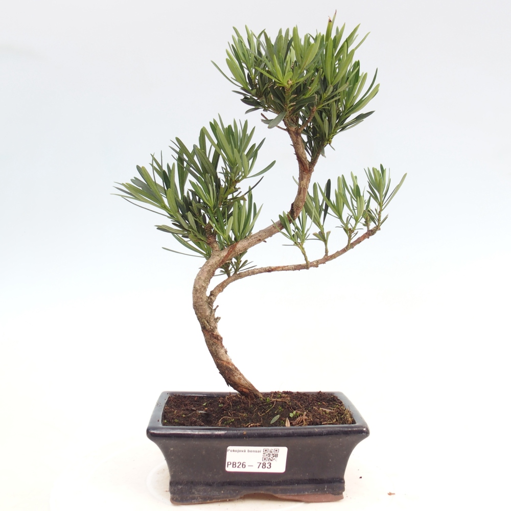 Pokój bonsai - Podocarpus - Kamienny cis